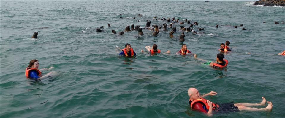 Swimming with Sealions 